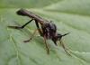 Dioctria rufipes